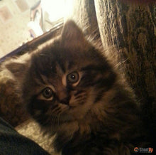 Load image into Gallery viewer, Beautiful Cat Shoes For Cat of James Obrien